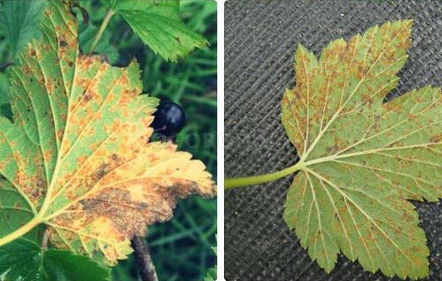 Смородина болезни листьев и лечение фото летом