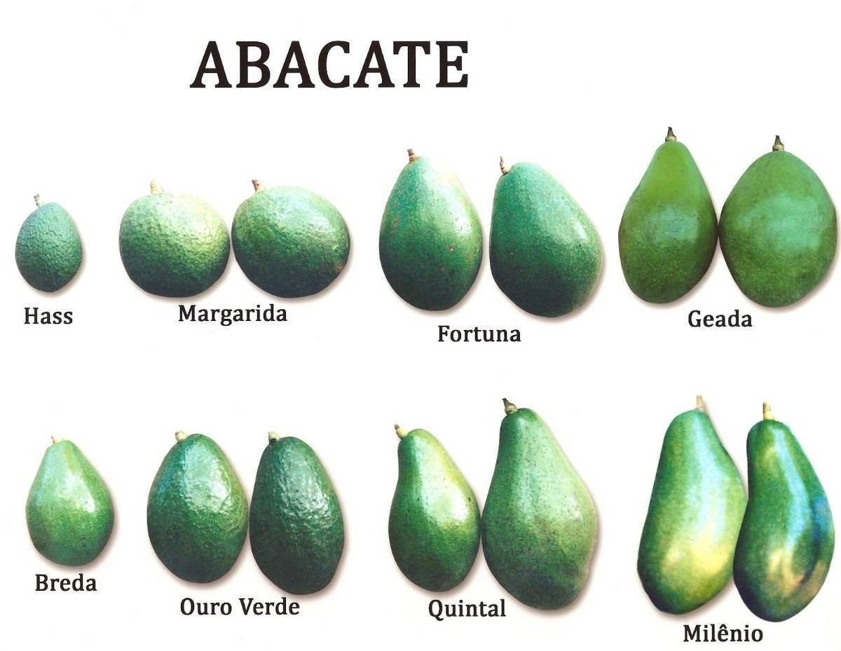 Авокадо хаас: описание сорта и применение, чем отличается от обычного