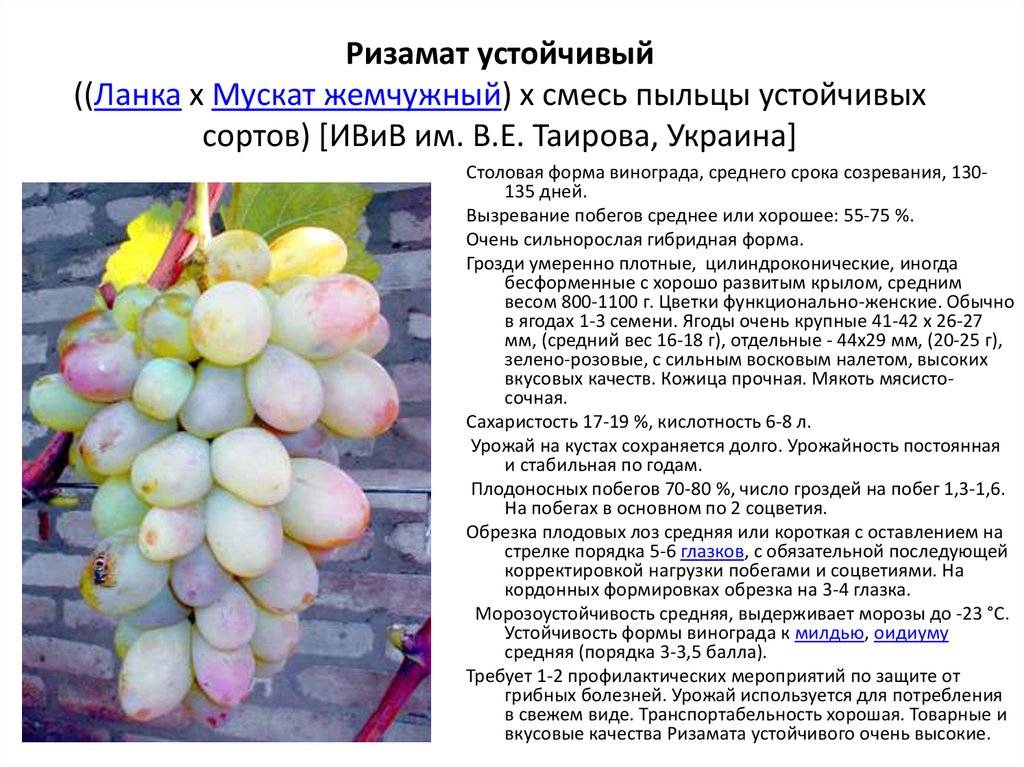 Описание винограда сорта Блестящий и технология выращивания