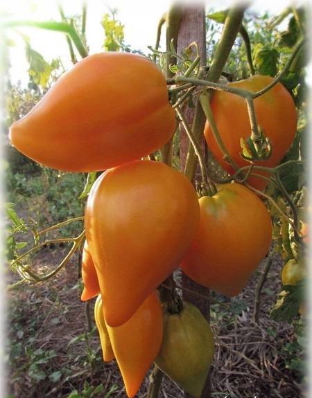 Плоды-великаны с фруктовым вкусом — томат постельное оранжевое сердце: отзывы и описание сорта