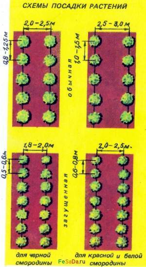 Посадка смородины весной в открытый и закрытый грунт: правила посадки и пересадки растения
