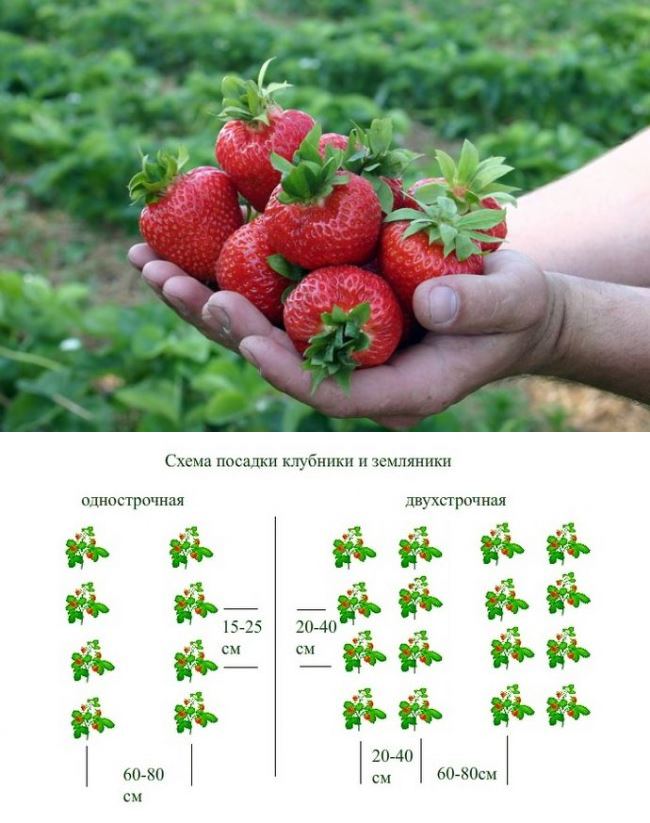 Ремонтантная безусая земляника руяна: все хитрости выращивания ароматной ягоды