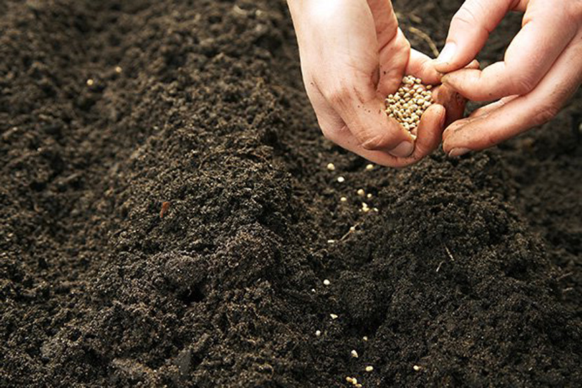 Как и когда сеять кориандр под зиму: выращивание кинзы в открытом грунте