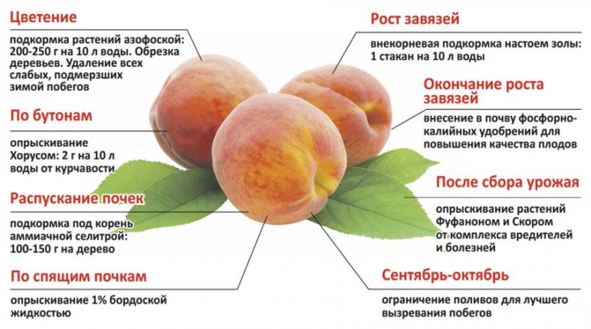 Причины и лечение болезней абрикоса, что делать и как избавиться от вредителей