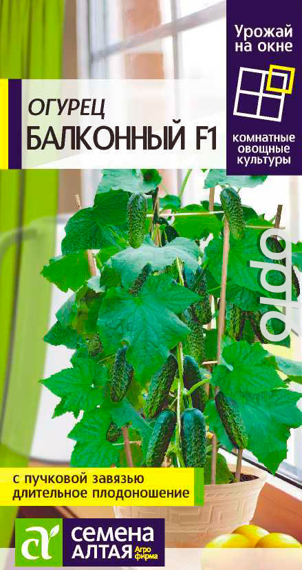 Огурец «балконный f1» – выращивание на окне своими руками