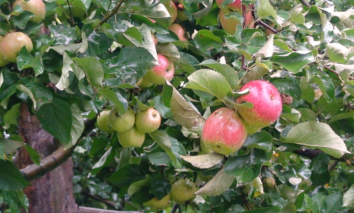 Яблоня яблочный спас: описание и характеристики, история сорта и выращивание