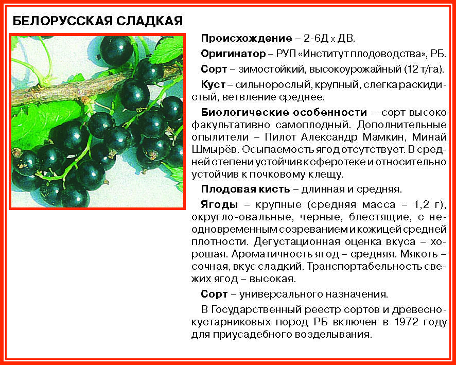 Смородина черная: выращивание, обрезка, размножение
