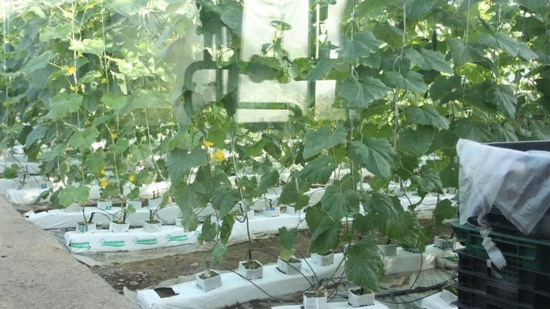 Технология выращивания огурцов в мешках на своём участке