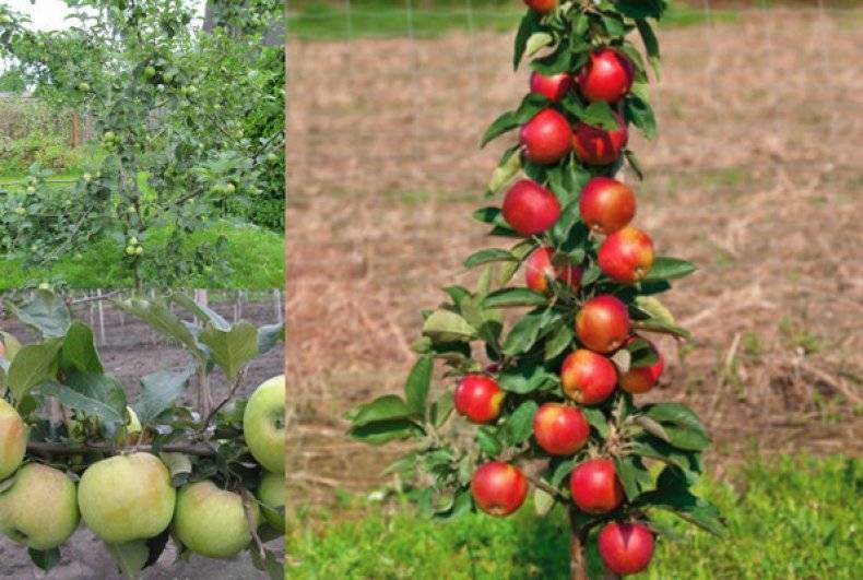 Плодоношение и описание лучших сортов карликовых яблонь, посадка и уход