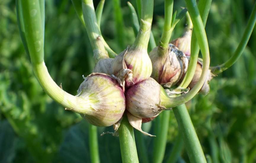 Как вырастить многолетний лук из семян: правила посадки и ухода