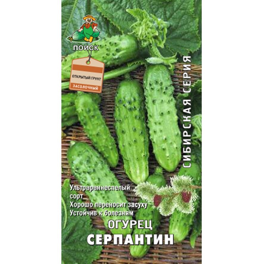Описание огурцов серпантин и методы выращивания гибридного сорта