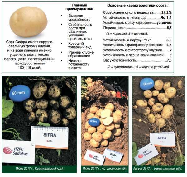 Картофель зорачка: описание и характеристика сорта, посадка и уход, отзывы с фото