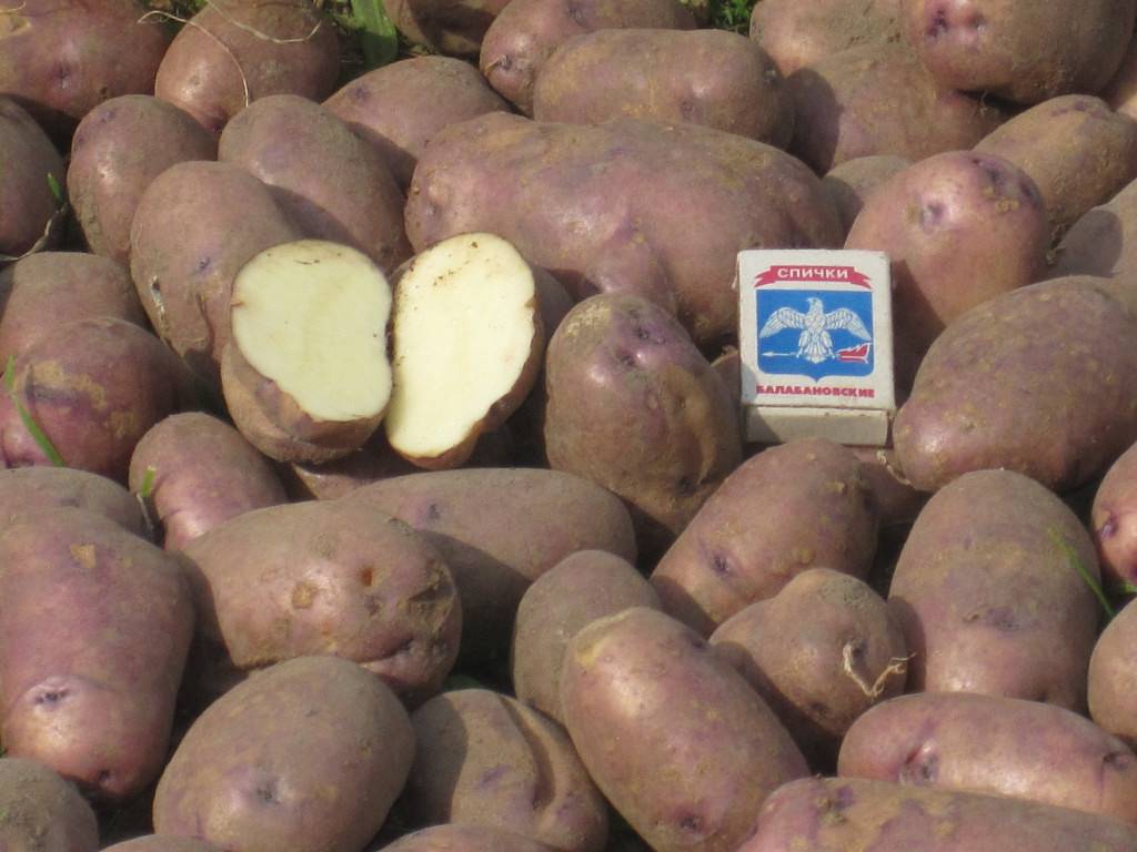 Гибридный сорт картофеля коломбо – описание, фото и подробная характеристика вида. советы по выращиванию