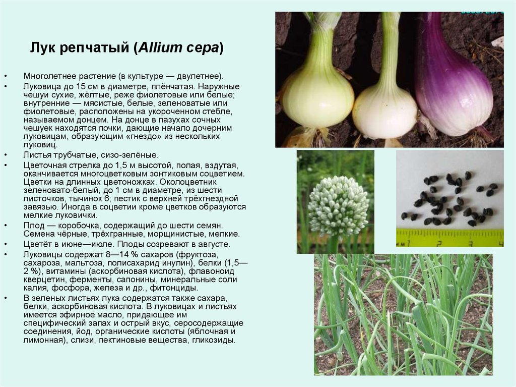 Белый лук репчатый: чем отличается от обычного, для чего применяется, плоский ли и описание, фото, сравнение сортов, в том числе салатных и джамбо, посадка севком