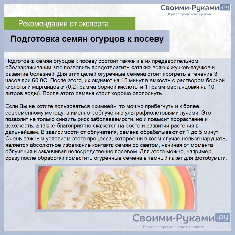 9 способов предпосевной подготовки семян огурцов для лучшего всхожести и отличного урожая