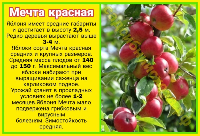 Яблоня яблочный спас: описание и особенности правильного выращивания сорта, фото