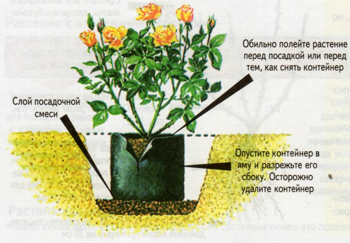 Роза флорибунда: описание, популярные сорта с фото, особенности ухода