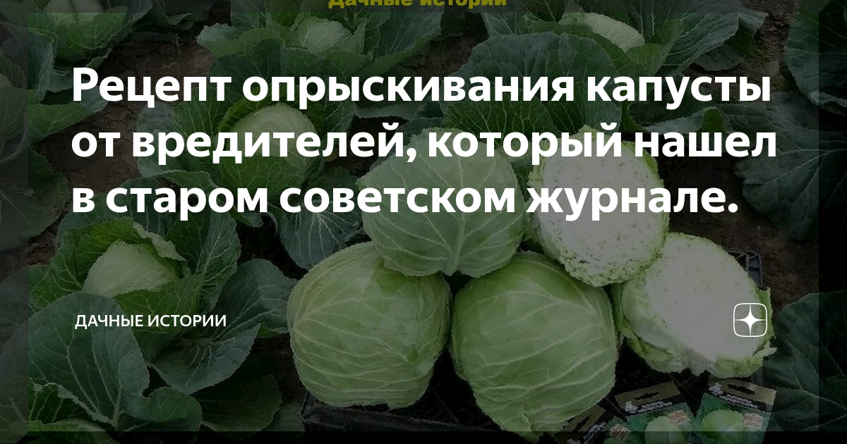 Для капусты от вредителей. Обработка капусты валерьянкой от вредителей. Обработка капусты от вредителей препараты.