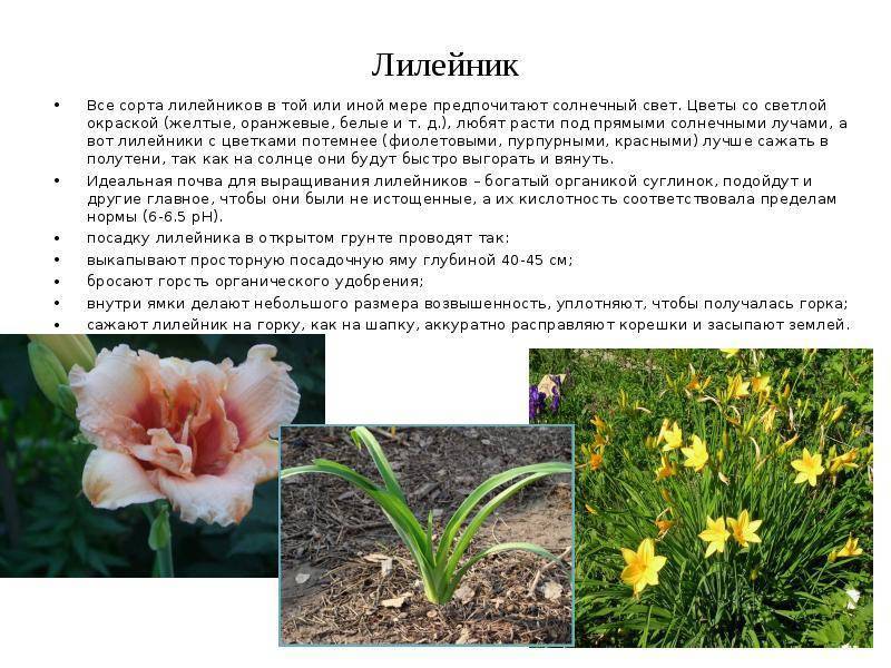Нарциссы, украшение любого участка: выращивание и уход в открытом грунте