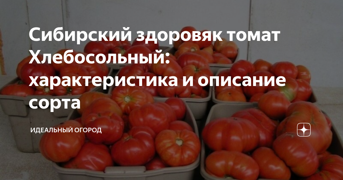 Томат хлебосольный: правила выращивания