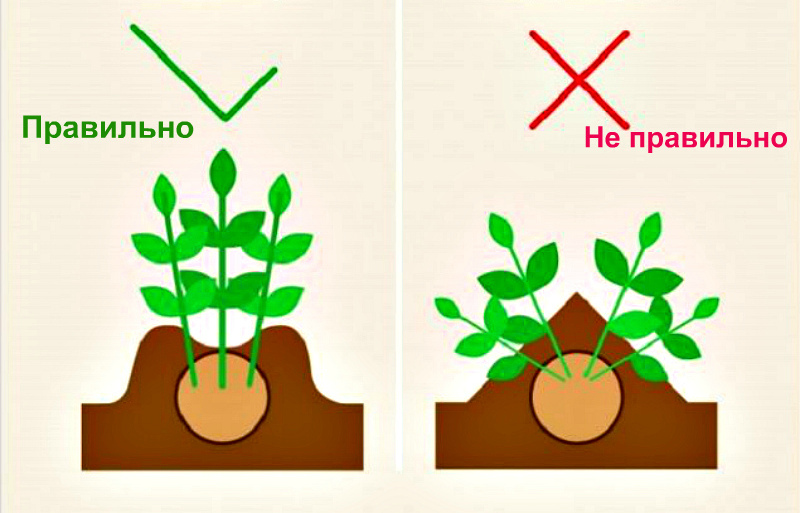 Для чего окучивать картофель и можно ли окучивать картофель во время цветения