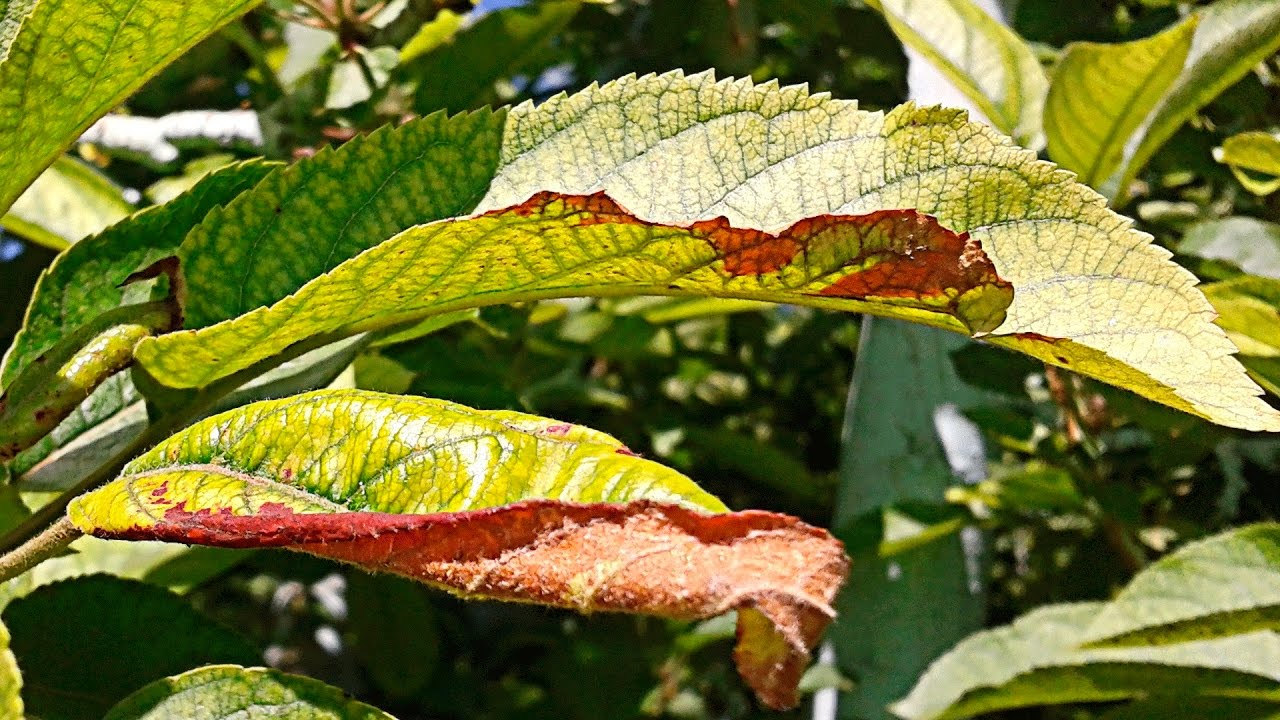 Почему у черешни вянут листья: что делать, как спасти и чем обработать вишневое дерево (120 фото и видео)