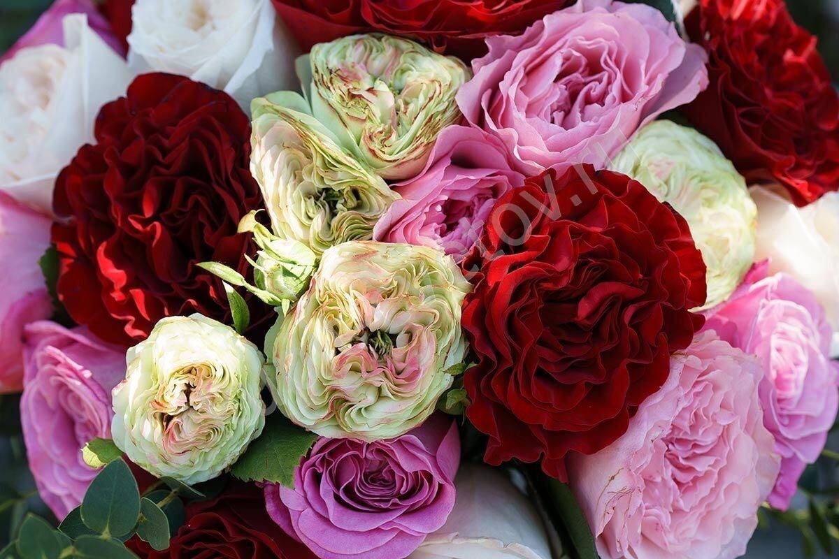 Пионовидные розы: характеристики, названия, описания сортов, фото | qlumba.com