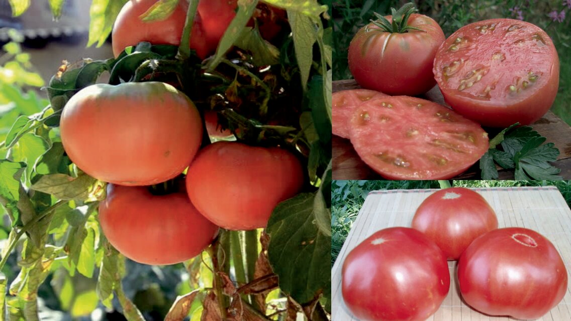 Помидоры "микадо": характеристика и описание основных требований к уходу, сорт томата "микадо розовый"