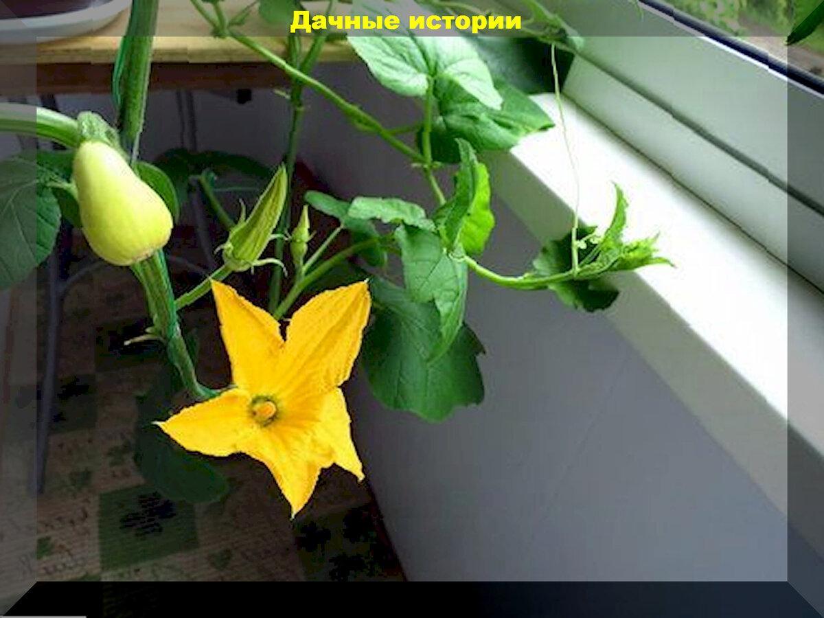 Урожайные сорта тыквы и их выращивание
