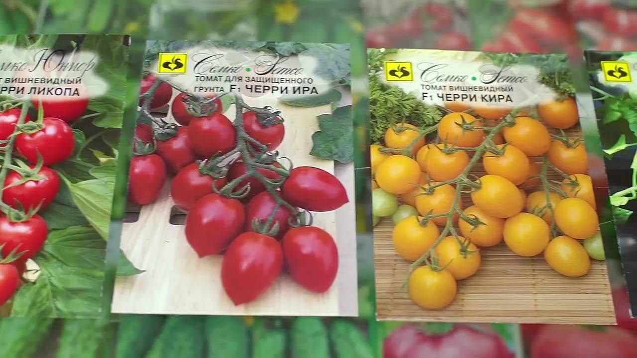 Помидоры черри: какие семена выбрать, а также лучшие сорта томатов краски, низкорослый блосэм, ликопа, саша f1, банано, черные, карликовые, желтые и самые крупные