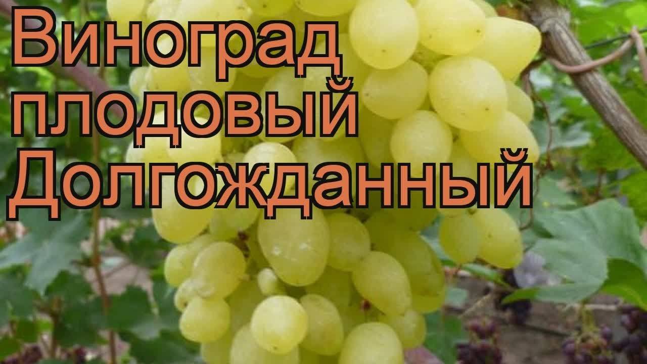 Виноград долгожданный, описание сорта