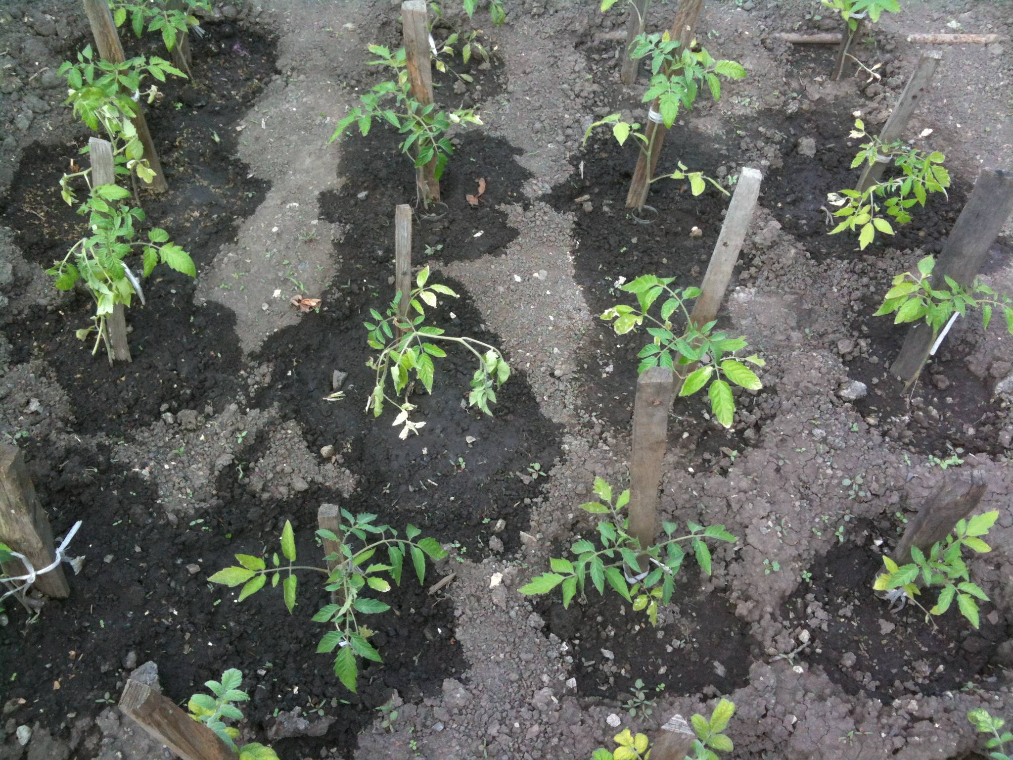 Как сажать помидоры на рассаду правильно - когда высаживать в открытый грунт и видео об уходе