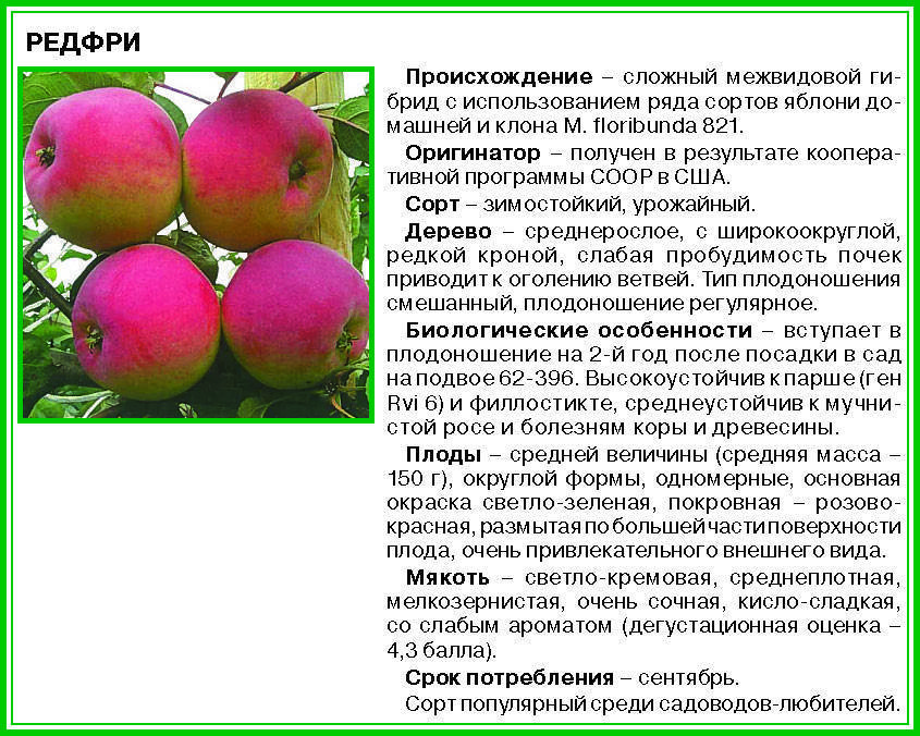 Яблоня чемпион: описание сорта, как посадить и как выращивать