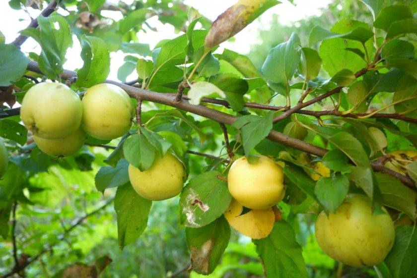 Сорта яблонь опылителей для яблочного спаса