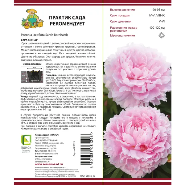 Пион сара бернар: описание и характеристики сорта, тонкости выращивания, методы размножения