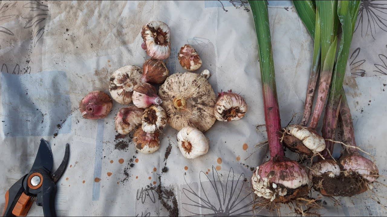 Секреты подготовки гладиолусов к посадке весной. нужно ли проращивать луковицы и как это сделать?