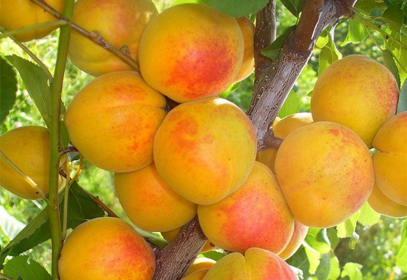 Как вырастить абрикос в сибири, на дальнем востоке и урале