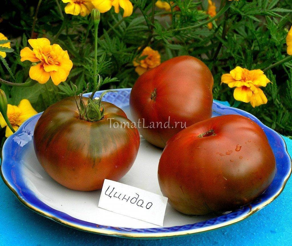 Томат циндао: отзывы об урожайности, описание сорта и характеристика, фото помидоров