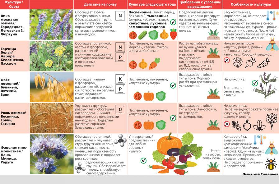 Сорта овощных культур для северо запада