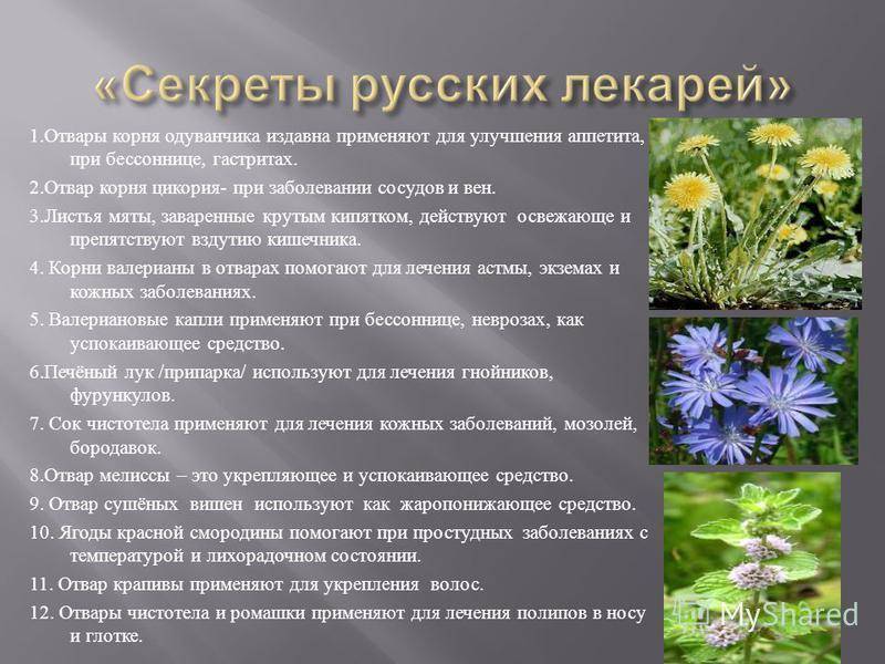Цветы цикория: лечебные свойства, вред, рецепты