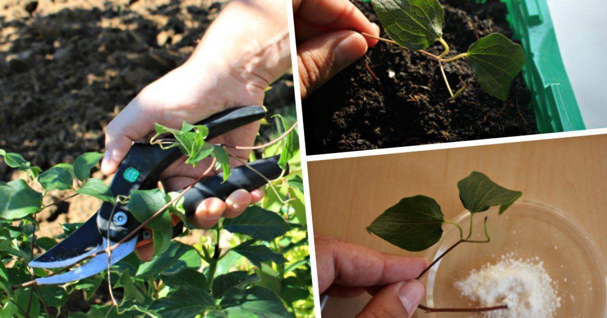 Размножение семенами клематиса: посадка и уход в домашних условиях, выращивание, когда собирать