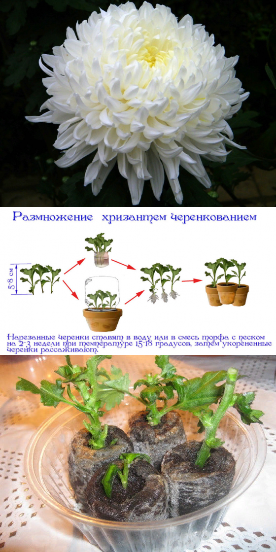 Секреты выращивания горшечных хризантем