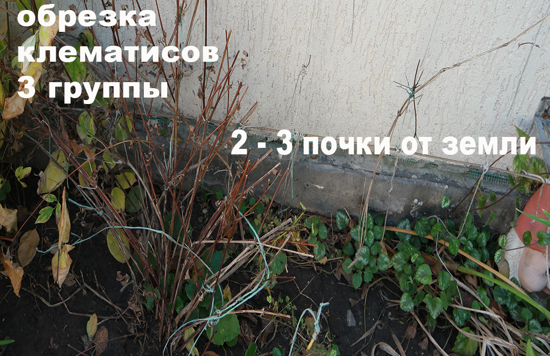 В чем уникальность клематиса тайга: от описания до подробностей выращивания