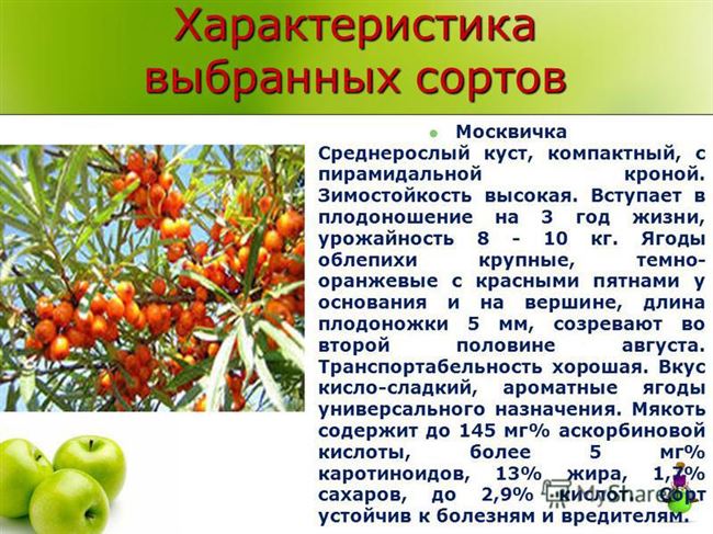 Проект про облепиху