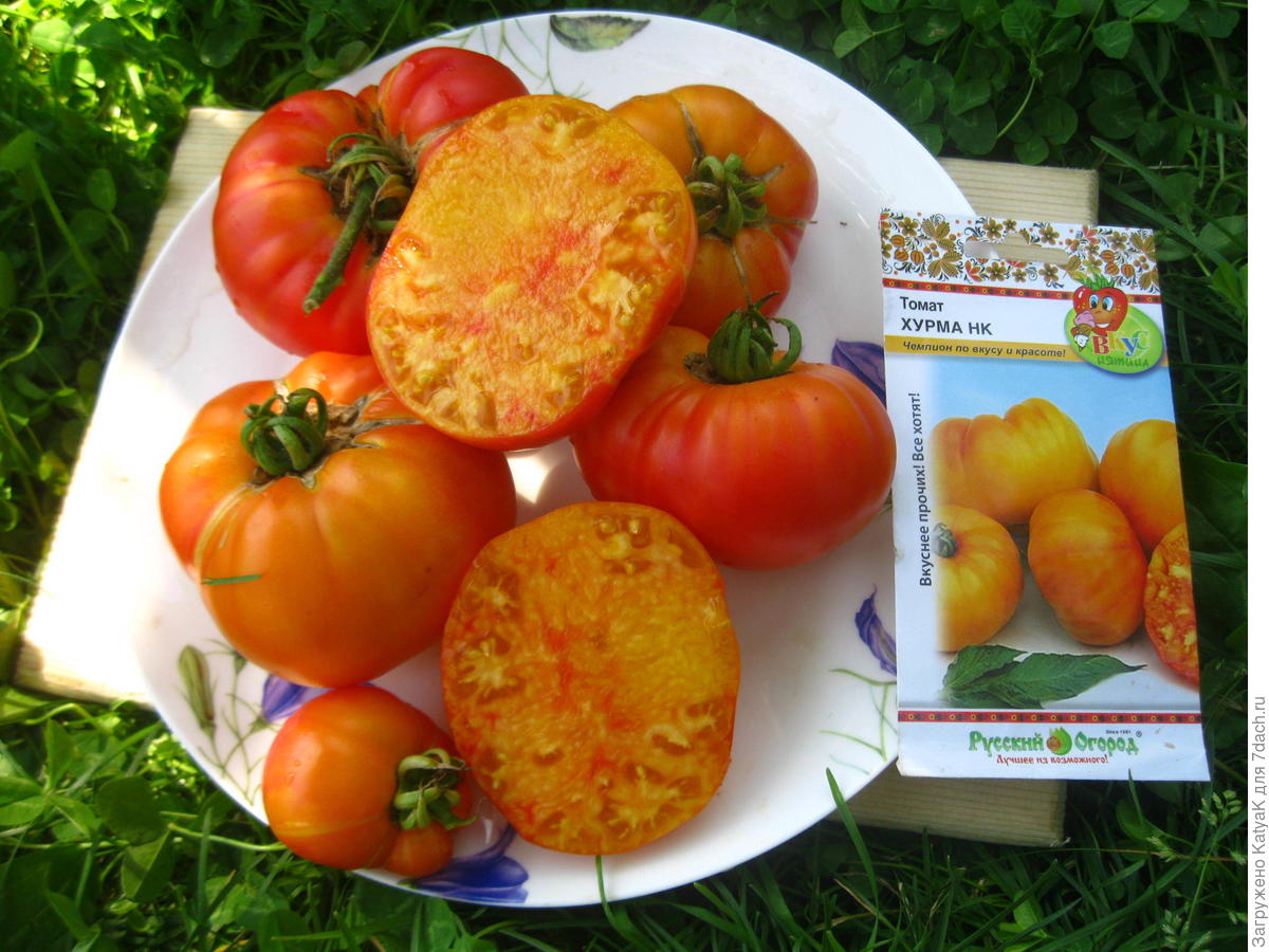 Сорт помидоров хурма: секреты выращивания необычного томата