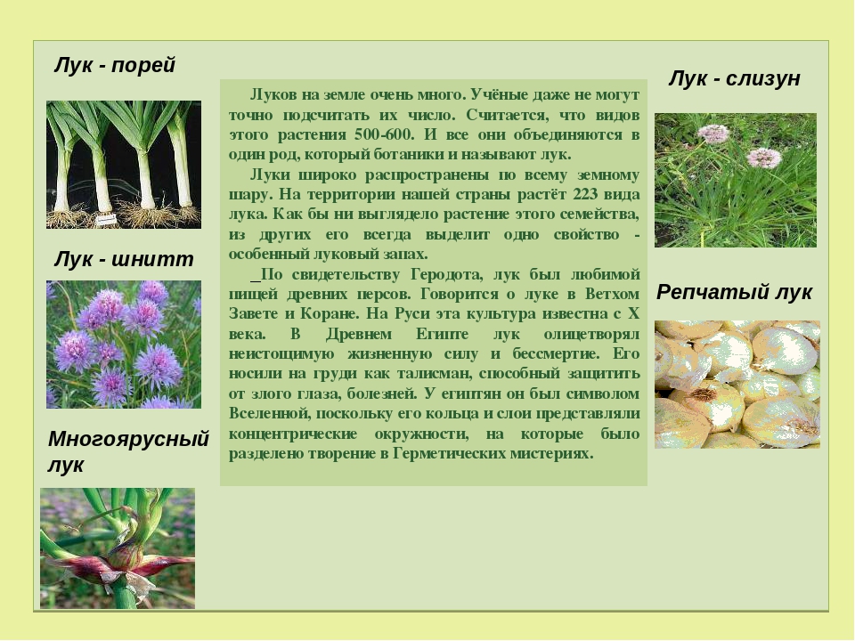 Лук слизун: описание сорта и возможные заболевания лук слизун: выращивание и уход
