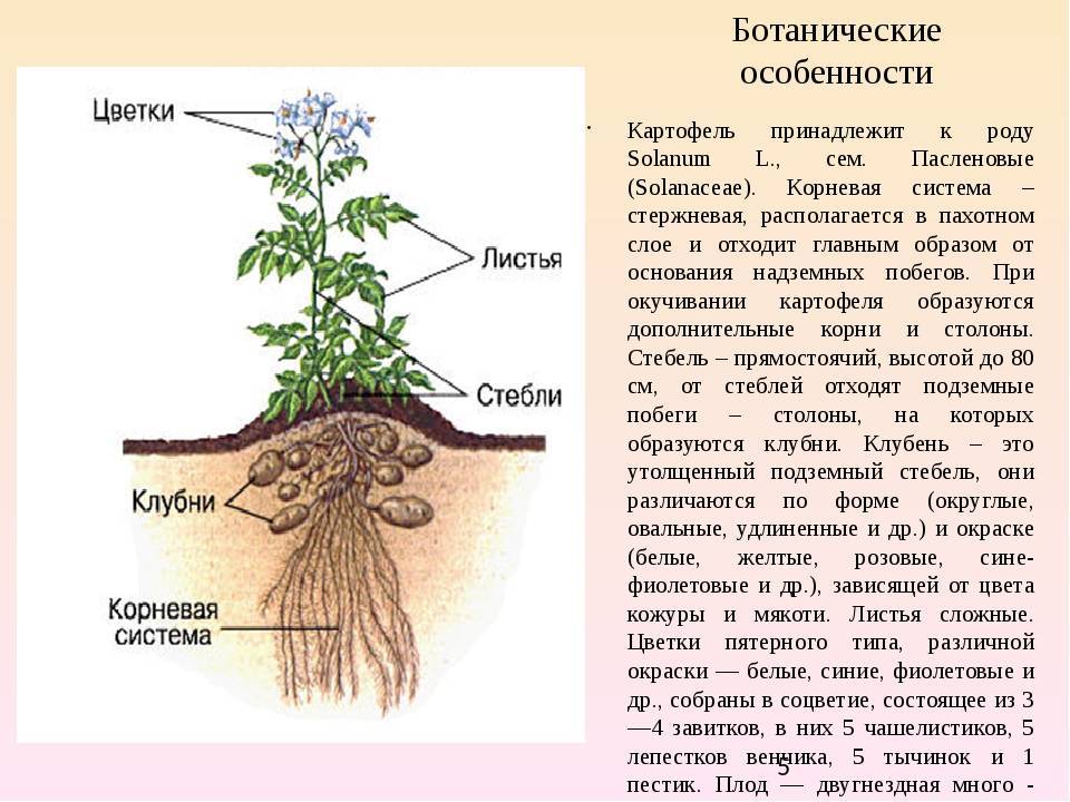 Длина и схема строения корневой системы огурцов, как правильно окучивать