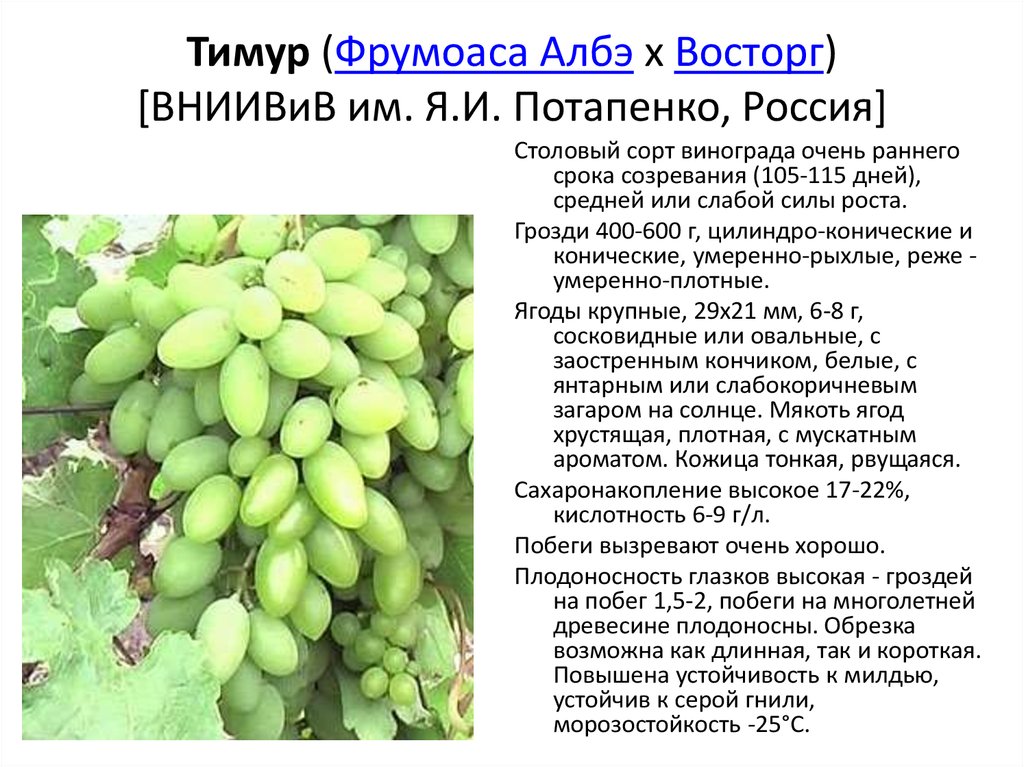 Виноград «дарья» — описание сорта, фото, отзывы, история возникновения и особенности выращивания
