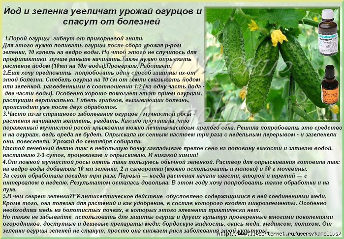 Аптечные препараты на службе огородников: зеленка для огурцов и помидоров