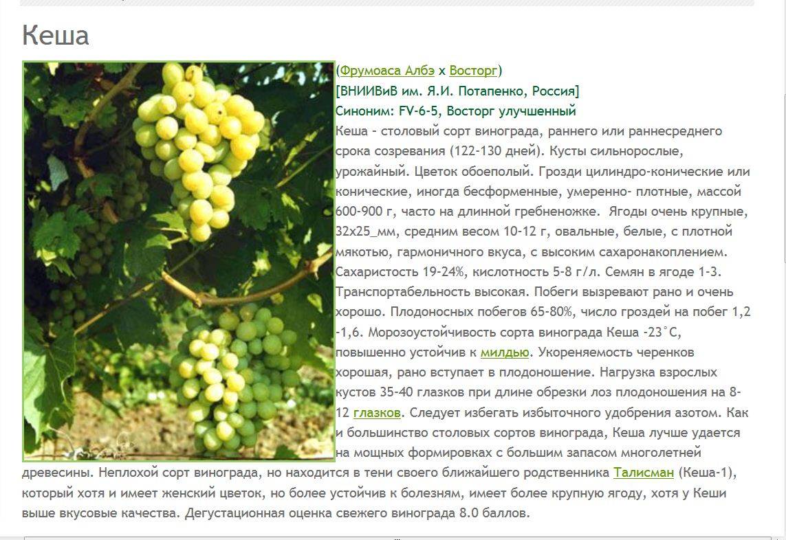 Сорт винограда санджовезе: описание и характеристика, посадка и уход, размножение